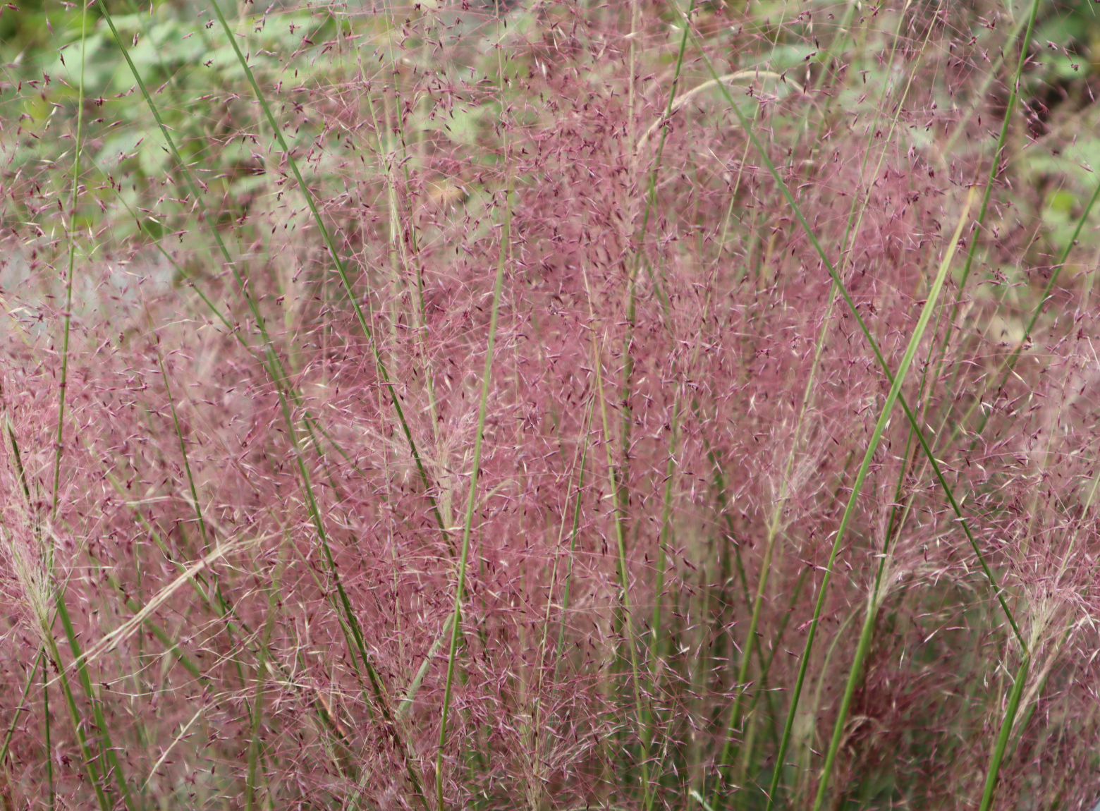 Hairawn Muhly